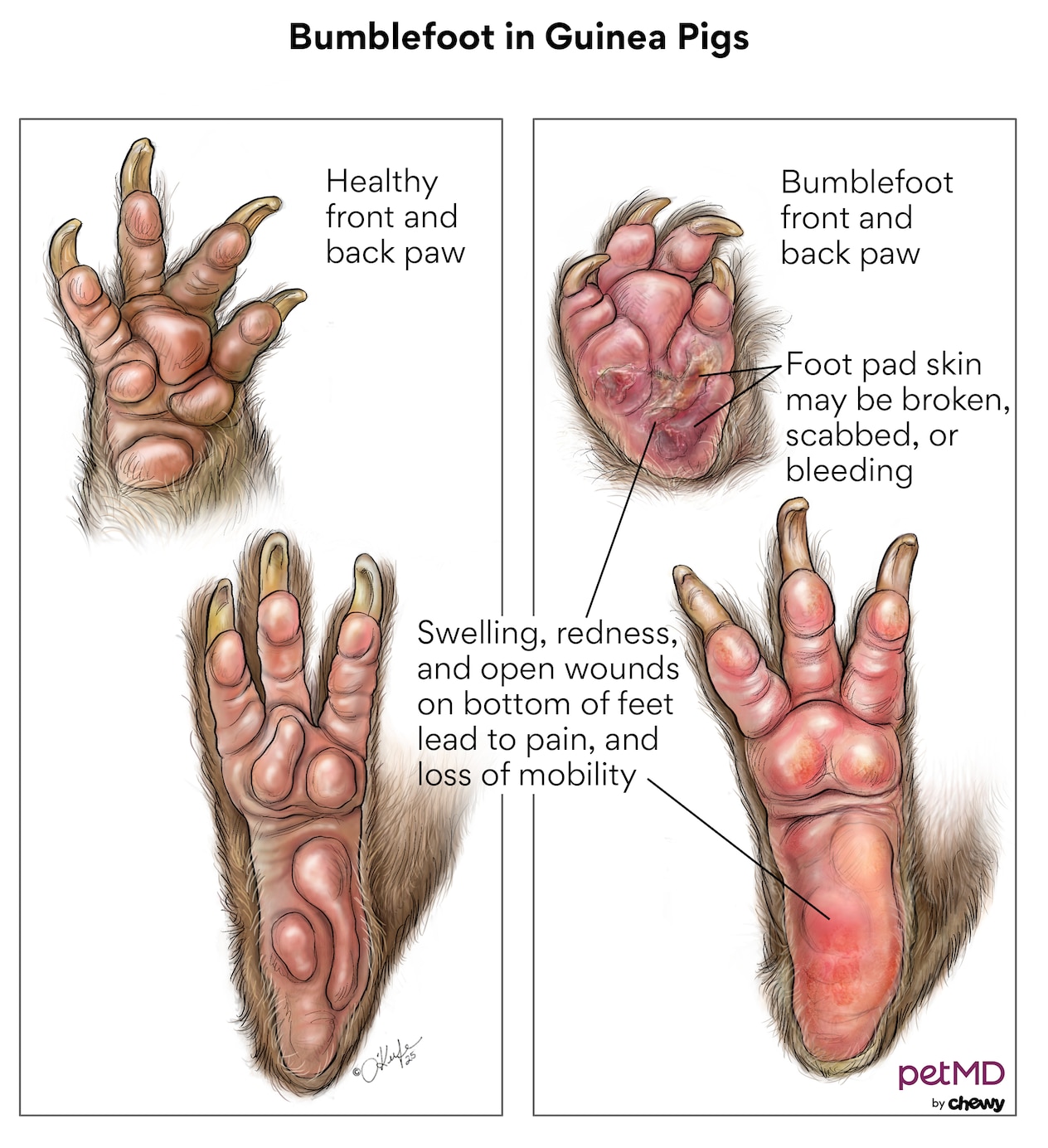 bumblefoot in guinea pigs; a diagram of bumblefoot in guinea pigs, which may look present with blood, sores, redness, and/or ulcers on the bottom of a guinea pig's foot.